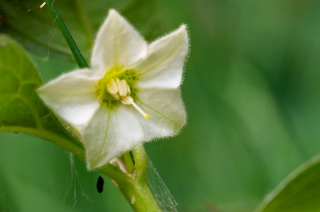 Close up of white flower with green background. Shallow depth of field.の写真素材