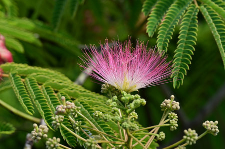 Albizia julibrissin or Pink Powderpuff flowerの写真素材