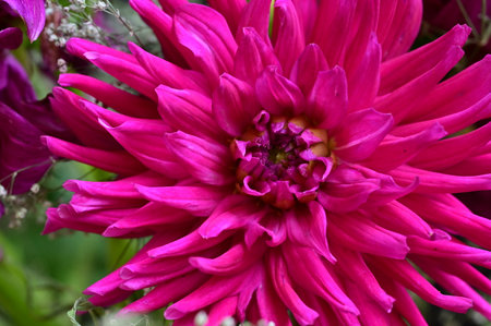 pink dahlia flower in the garden on a sunny dayの写真素材