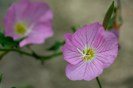 Pink Evening Primrose (Oenothera pratensis)の写真素材
