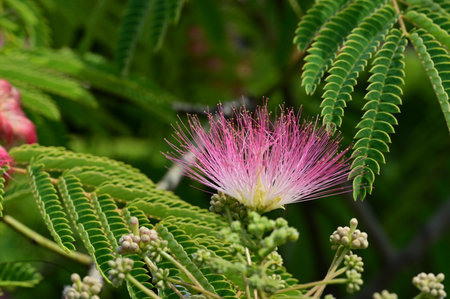 Close-up of pink flowers of Albizia julibrissin tree.の写真素材