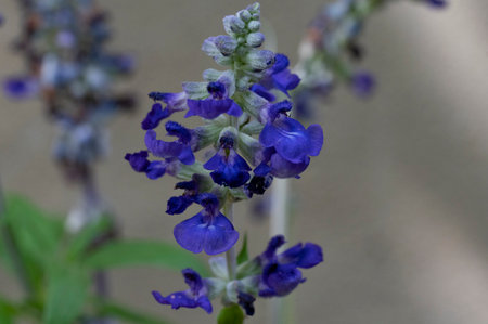 Salvia officinalis, commonly known as blue salvia flowers.の写真素材