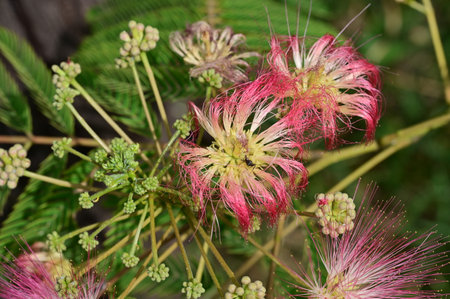 Close up of pink and green flowers of Albizia julibrissin plant.の写真素材