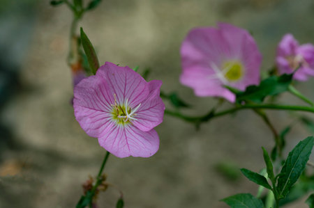 Pink Evening Primrose (Oenothera pratensis) flowerの写真素材