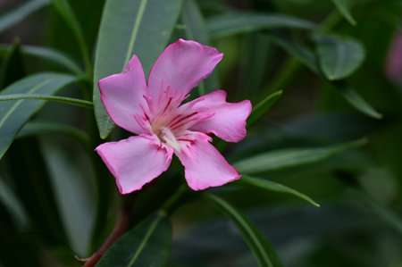 pink oleander flower in the garden, closeup of photoの写真素材