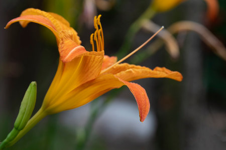 Orange daylily (Lilium) in the garden.の写真素材