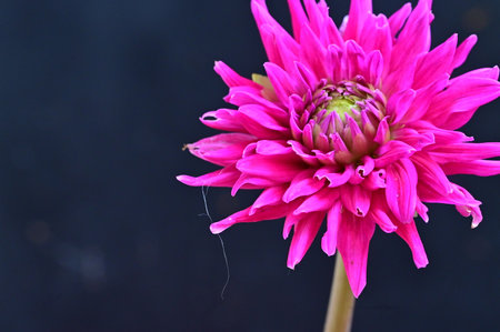 Pink dahlia flower isolated on black background with copy space.の写真素材