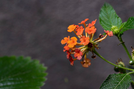 Cluster of orange lantana camara flowers on black backgroundの写真素材