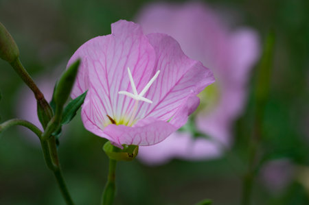 Pink Evening Primrose (Oenothera speciosa)の写真素材