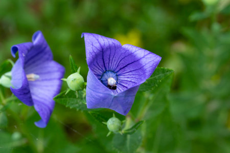 Platycodon grandiflorus flower on green backgroundの写真素材
