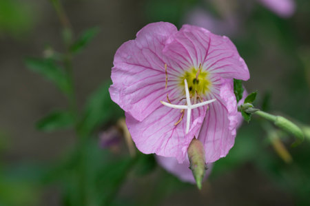 Pink Evening Primrose (Oenothera speciosa)の写真素材