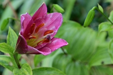 Pink lily flower with green leaves in the garden, stock photoの写真素材