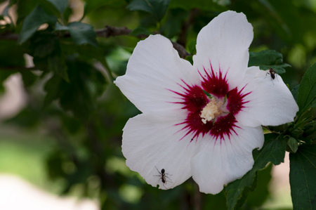 Hibiscus syriacus or Chinese hibiscus flowerの写真素材