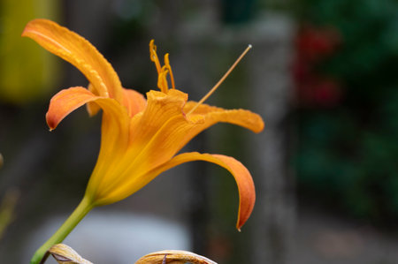 Orange lily flower in the garden. Selective focus with shallow depth of field.の写真素材