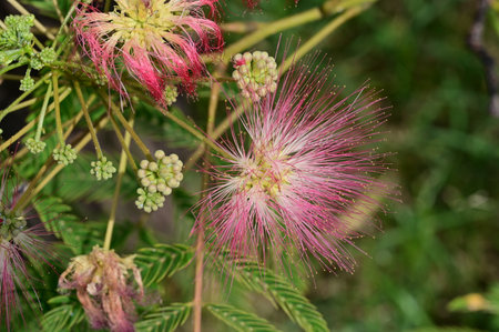 Close up of pink albizia julibrissin flowerの写真素材