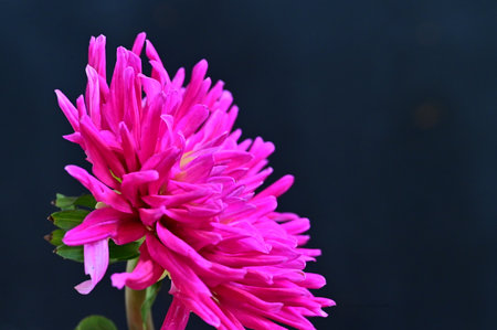 pink chrysanthemum flower on black background, closeupの写真素材