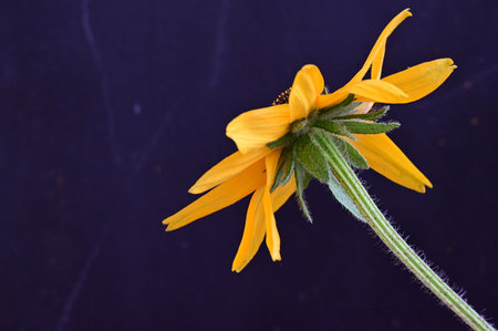 Yellow rudbeckia flower on a dark blue background with copy spaceの写真素材