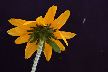 Rudbeckia hirta, yellow flower on black backgroundの写真素材