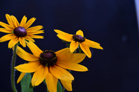 Rudbeckia flowers on a dark background, close-upの写真素材