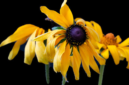 Rudbeckia flowers isolated on black background. Close up.の写真素材