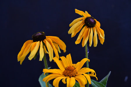 Beautiful yellow rudbeckia flowers on a dark background close upの写真素材