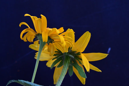 yellow flower on a dark blue background, yellow flower on a dark backgroundの写真素材