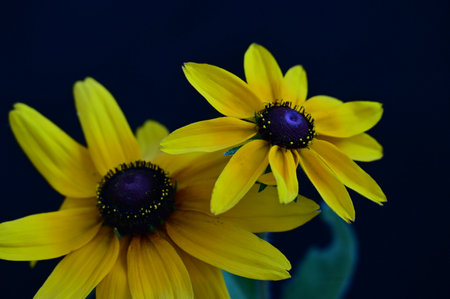 two yellow rudbeckia flowers on a dark background close-upの写真素材
