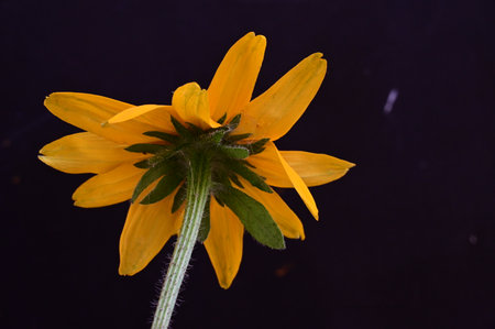 Rudbeckia hirta flower isolated on black background.の写真素材