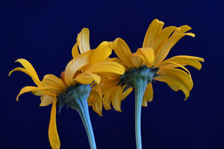 yellow daisies on a dark blue background, close-upの写真素材