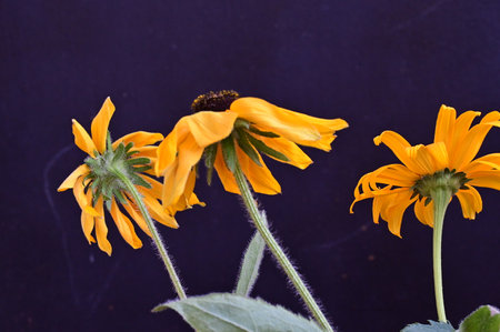 Yellow flowers of Rudbeckia hirta on a dark backgroundの写真素材