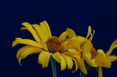 Yellow flowers on a dark blue background. Close-up. Studio photography.の写真素材