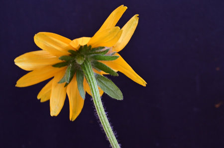 Yellow rudbeckia flower on a dark background close-up.の写真素材