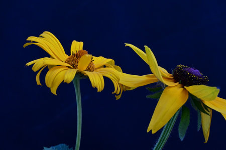 Two yellow rudbeckia flowers on a dark blue background close upの写真素材