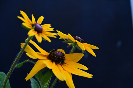 Black-eyed Susan (Rudbeckia hirta)の写真素材