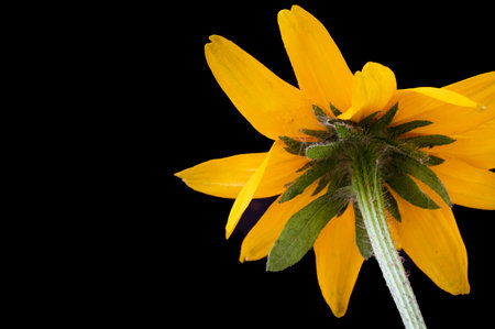 Yellow rudbeckia flower isolated on black background with copy space.の写真素材