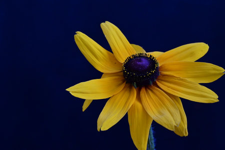 Yellow rudbeckia flower on dark blue background. Close up.の写真素材