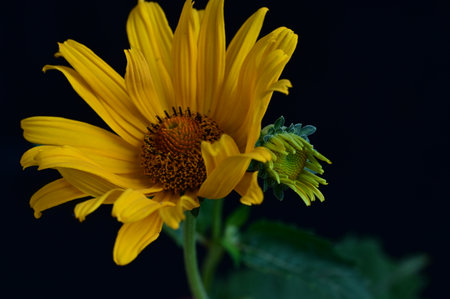 Yellow flower on a black background. Shallow depth of field.の写真素材