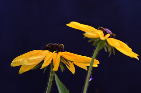 two yellow coneflowers on a dark blue background close-upの写真素材