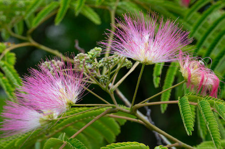 Close up of pink flowers of Albizia julibrissinの写真素材