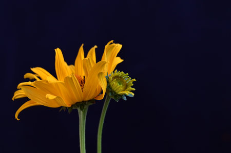 Mexican sunflower on a dark background with copy space for textの写真素材