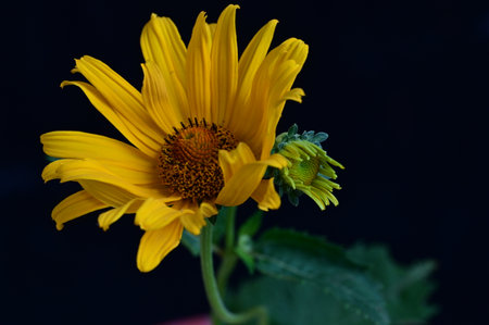 beautiful yellow flower on a black background close-up, macroの写真素材