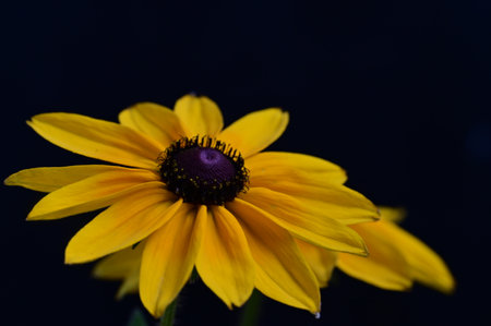 Rudbeckia flower on a dark background. Close-up.の写真素材