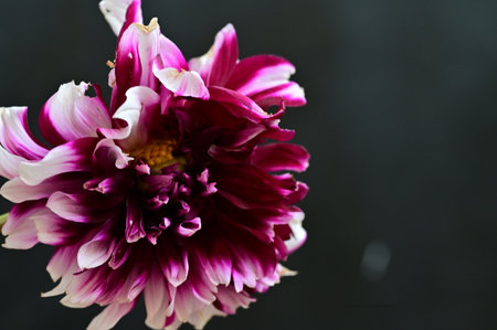 Pink dahlia flower on a dark background, close-upの写真素材