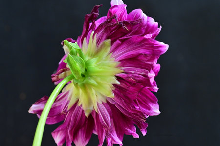 Beautiful purple dahlia flower on black background, closeupの写真素材