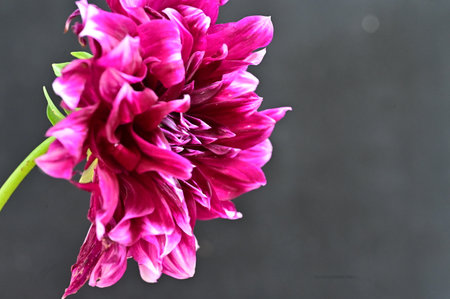 Pink dahlia flower on black background. Shallow depth of field.の写真素材