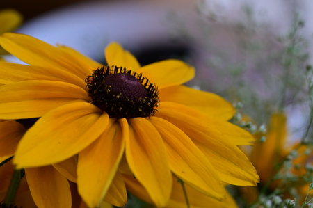 Rudbeckia flower in a vase on the table.の写真素材