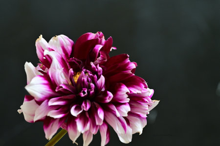 Pink dahlia on a black background. Close-up.の写真素材