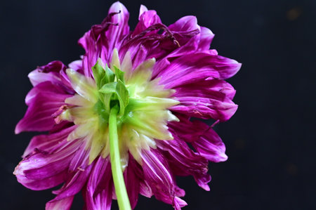 Beautiful purple dahlia flower on black background, closeupの写真素材