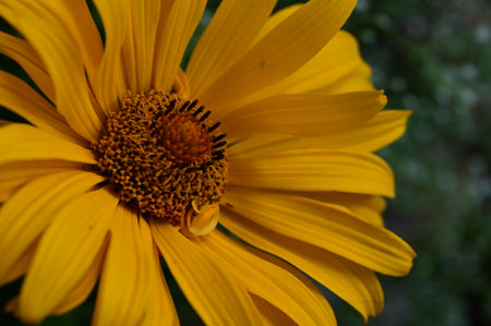Yellow flower of Mexican sunflower (Tithonia diversifolia)の写真素材