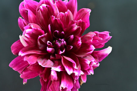 Pink dahlia flower isolated on black background. Close up.の写真素材